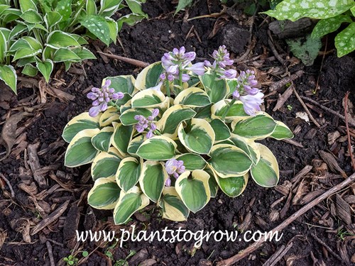 Mighty Mouse Hosta
This is a three year old transplanted once plant in my garden.  It is 12 by 4 inches.